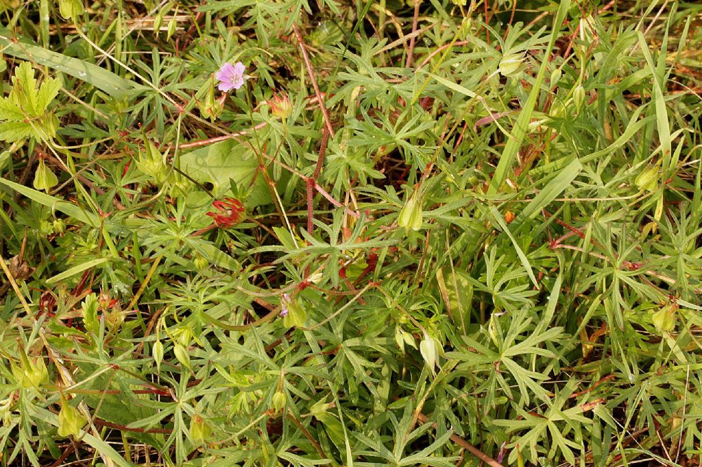 Geranium columbinum / Geranio colombino